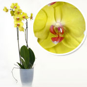Orchid Yellow + Cachepot Transparent